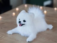 Eşsiz kalite pomeranian boo