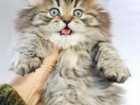 Muhteşem Scottish Fold Golden Tabby