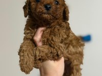 Orijinal toy poodle yavrularımız 2 aylık