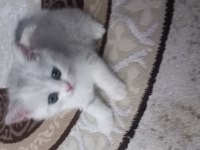 British Shorthair Yavrular Oyuncu