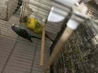 Hazır jumbo muhabbet kuşu takımlar bakma değer