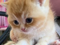 British shorthair safkan yavrular
