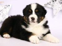 Dağ Köpeği Bernese Yavruları Çiftlikten