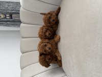 Evde beslediğim kendi köpeklerim