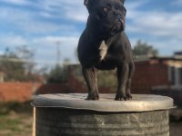 Dişi blue french Bulldog