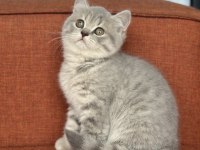 TOP KAFA AYI SURAT BRİTİSH BEBEKLER SAHİBİNİ BEKLİYOR