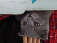 yavru scottish fold