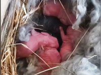 Şecereli Angora Tavşanı