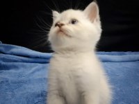 Blue point british shorthair