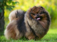 Pomeranian teddy bears