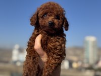 Ankaranın en güzel toy poodle yavruları ziyarete açık