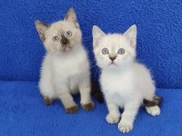 YENİ YUVASINA GİTMEYE HAZIR  BRİTİSH PONÇİKLER