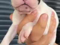 French Bulldog Yavrular