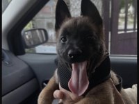 Belçika Kurdu Köpeği