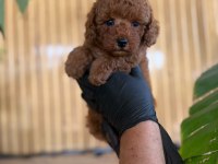 Toy Poodle Bebekleri Referans Yavru