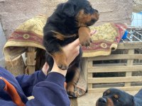 Macar rottweiler bebekler yeni yuvalarını arıyor