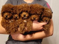 Core poodle yavrularım yeni evini bekliyor