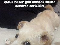 JACK RUSSELL TERRİER KIRMA YAVRUSU