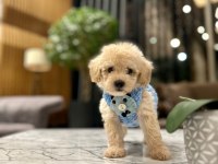 0 Boy Kore Güzeli Maltipoo Lina