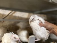 Kuluçkalık bıldırcın yumurtası