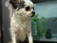 Longhair chihuahua 16 haziran doğumlu dişi