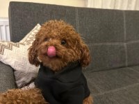 Kore Poodle Eşleşme İlanı