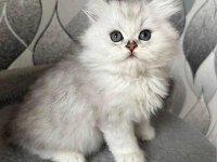SAF KAN BRİTİSH LONGHAİR