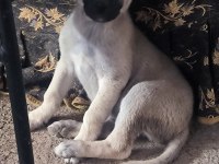 2 aylık dişi anadolu çoban köpeği yavrumuz
