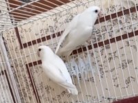 Cennet Papağanı Full Mutasyon