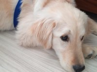 Golden retriever 6 aylık