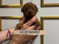 Red Poodle Yavrular