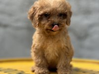 Yumoş Poodle Bebekler