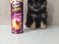 MİNİ BOY POMERANİAN