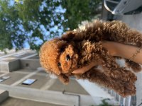 Kıvırcık Poodle Bebeğimiz