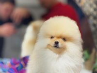 Tedy Bear Pomeranian Boo