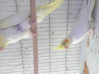 1 ila 3 aylık sultan papağanı yavruları
