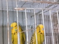 Her türlü muhabbet kuşu türü bulanmakta