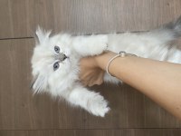 Safkan British Longhair Bluepoint Dişi Yavrular