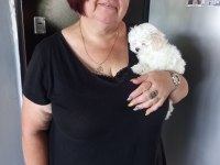 Maltese Terrier Adrese Teslim, Kapıda Ödeme Yapabilirsiniz