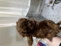 Kore red brown toy poodle kardeşler