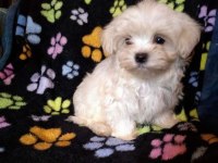 Orijinal kilo garantili Maltipoo bebekler