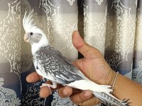 65 Günlük Yavru Ev Üretimi Wf Pearl Ele Alışkın Sultan