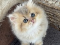 British Longhair Kedisi