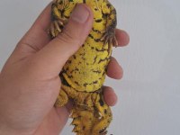 UROMASTYX FATURALI EVRAKLI ŞEKİLDE