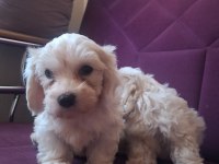 KORE MALTESE BEBEKLER