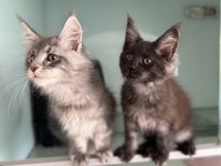 Ankarada Ziyarete Açık Sçr Li Maine Coon Yavrular