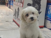 3 aylık erkek maltipoo yavrumuz yeni yuvasına gitmeye hazır