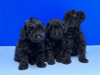 SİYAH POODLE YAVRU