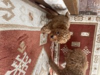 Orijinal Toy Poodle Bebekler Evde Doğdu