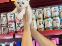 Irk Garantili British Shorthair Yavruları
